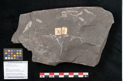 Foto (Objekt + Etikett) von Senftenbergia crenata Lindl. et H. (NHMW-GEO-2024-0188-10947)